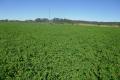 PRIME AG COUNTRY WITH 250ML OF IRRIGATION