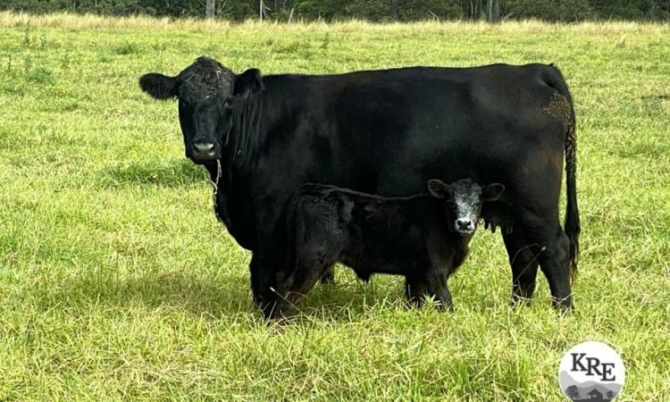 "CLEARVIEW" WOODENBONG NSW