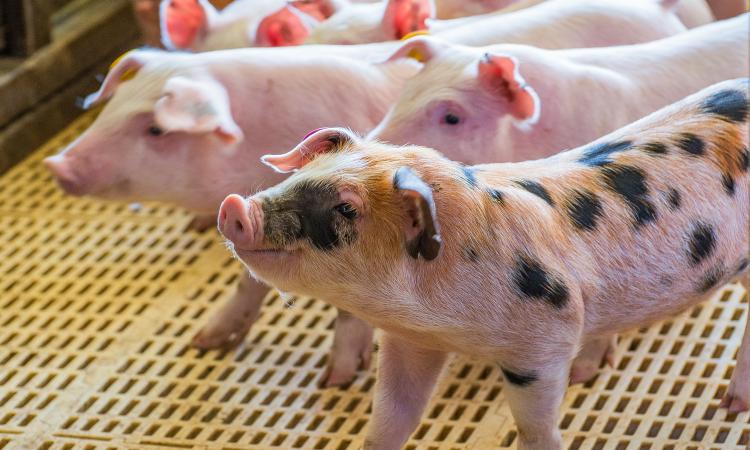 EXPRESSIONS OF INTEREST - “GLENGOWRIE” & “JACKSONS FLAT” PIGGERY AND LIVESTOCK PROPERTIES