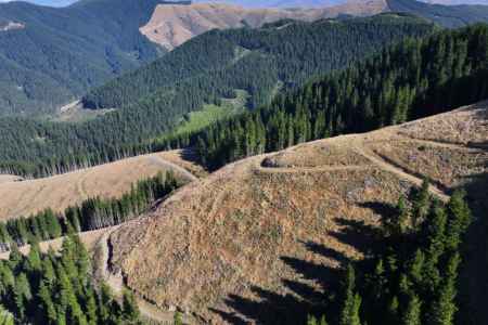 Untouched Natural Wealth - Forestry Gold
