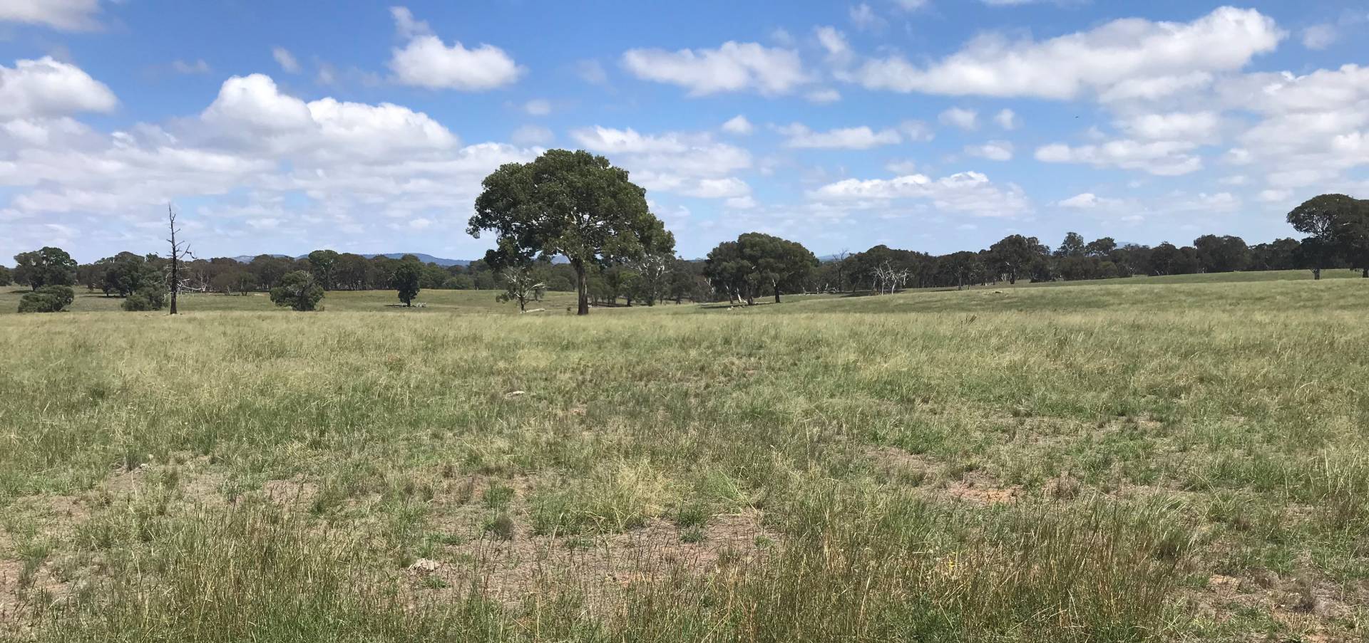 McDonald Lawson 100 Acres 3Km from Rylstone