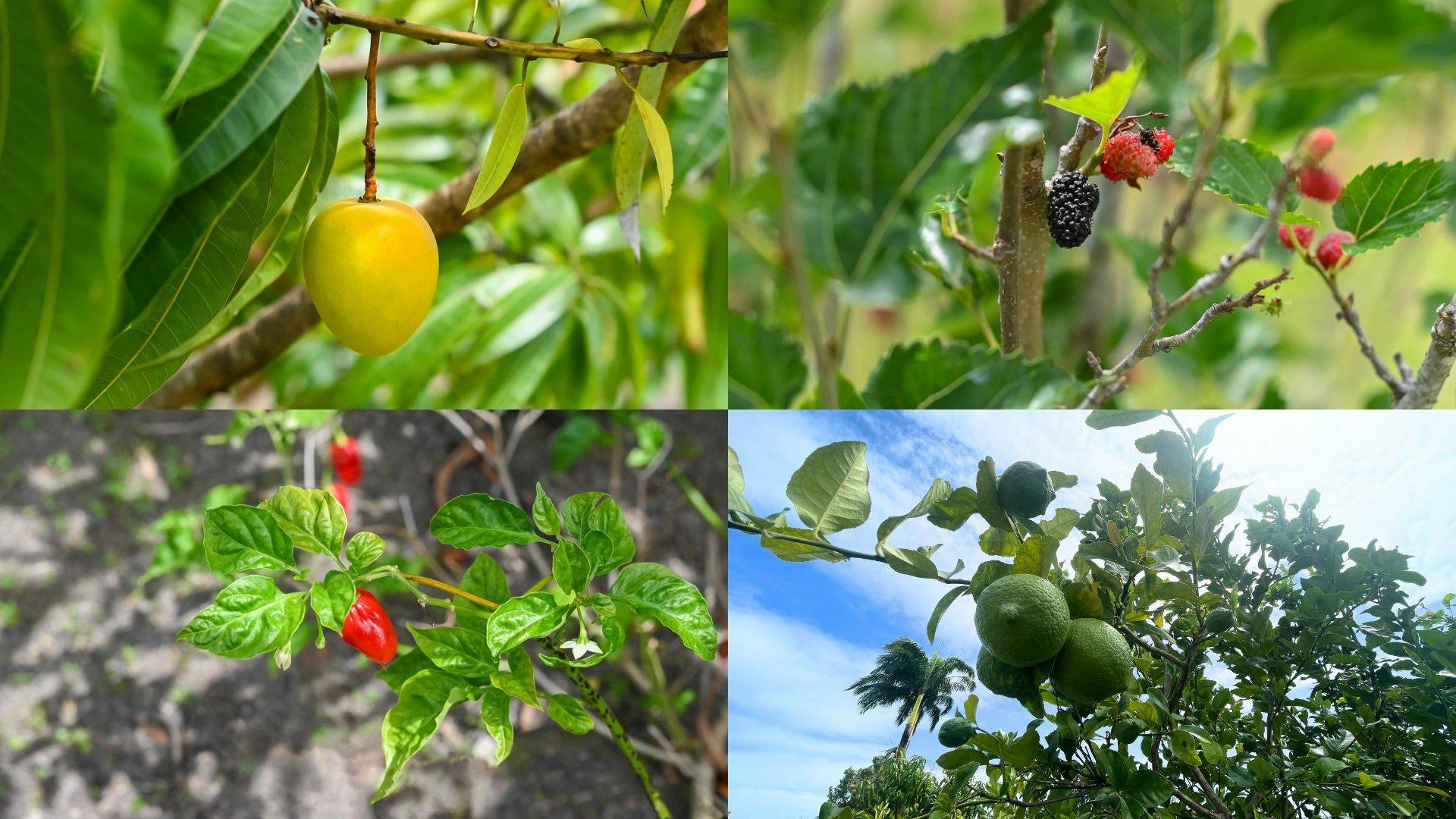 Tony McGrath Real Estate Port Douglas