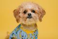 Pet Groomer NSW South Coast