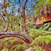 Seller of a Rural in Bucketty