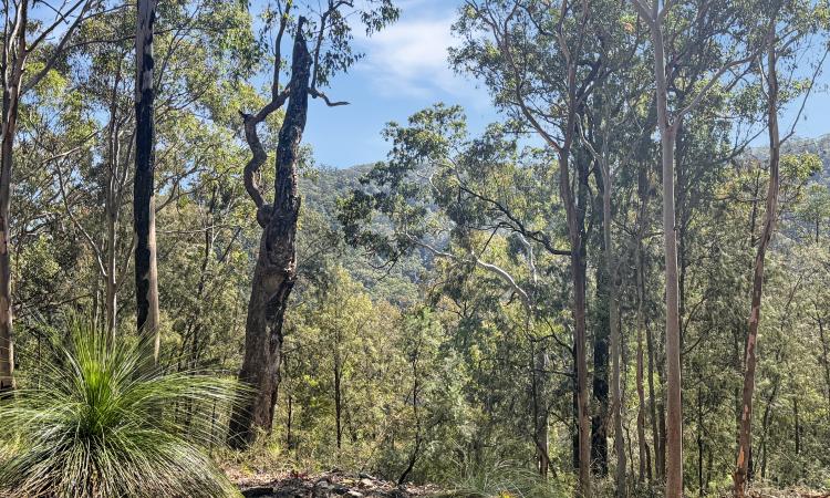 Pristine Bushland Sanctuary