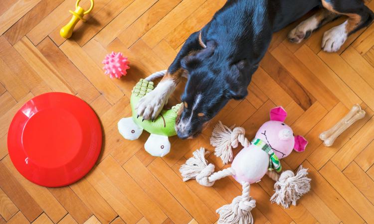 30-Year Established Niche Pet Industry Leader – High Yield & Exclusive Brands [2603061]