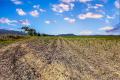 Agricultural land suitable for cane farming or cattle