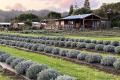 Prime Agritourism & Hospitality Business in the Heart of Town