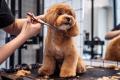 Pet grooming and Doggy day care business - Sydney, strong team and profitable