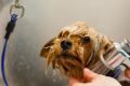Profitable medium size dog grooming business – Sutherland Shire