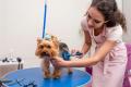 Modern, Newly Renovated Pet Grooming Salon – Fast-Growing, Sutherland Shire
