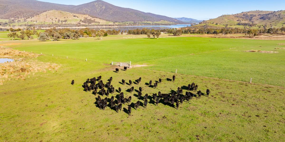 HIGH RAINFALL COUNTRY CLOSE TO LAKE HUME