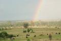 Longview, Buffel Grass and Fat steers