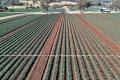Premium Cropping Opportunity in the Heart of the Lockyer Valley