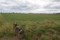 80 Acres Grazing & Cultivation with 105 Meg...