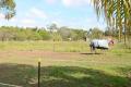 4.37 HECTARES OR 10.79 ACRES. THIS ACREAGE PROPERTY IS SUITABLE FOR LIFE STYLE OR LIVE STOCK.