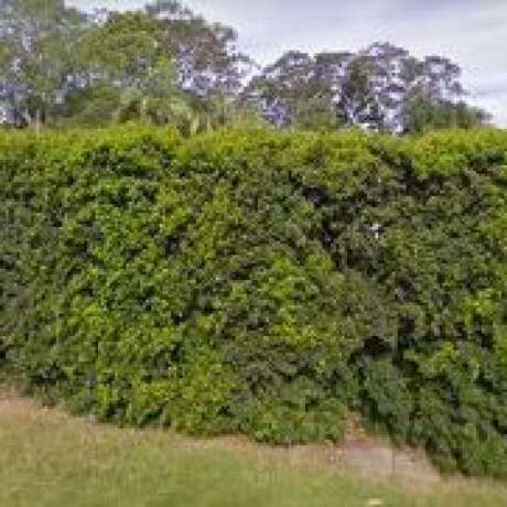 Bilambil Creek Residential Village photo