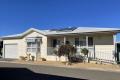 Modern Large Sturt Design