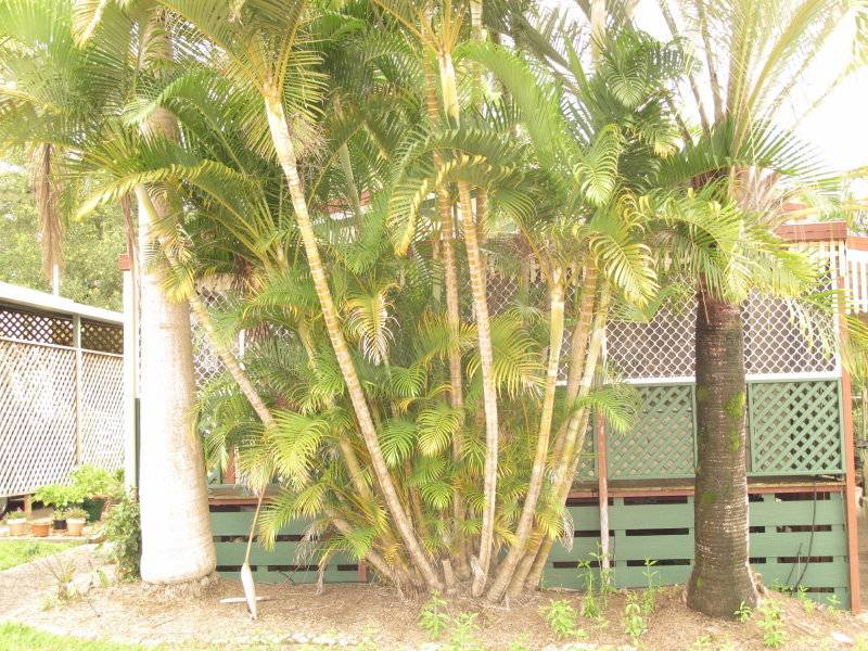 3-1 Ferrells Road Cooroy Village, Cooroy, Qld 4563-1