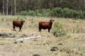 SMALL GRAZING