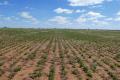 831 ACRES.-MIXED FARMING- NEW WOOLSHED AND SHEEP YARDS. TOWN WATER