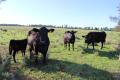 Versatile Grazing/Cropping on 'Yarrawonga' Breelong