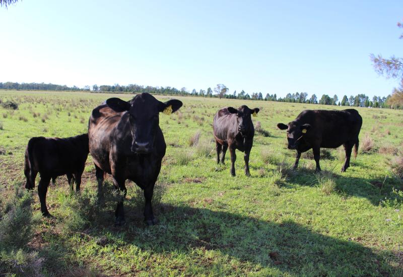 Versatile Grazing/Cropping on 'Yarrawonga' Breelong