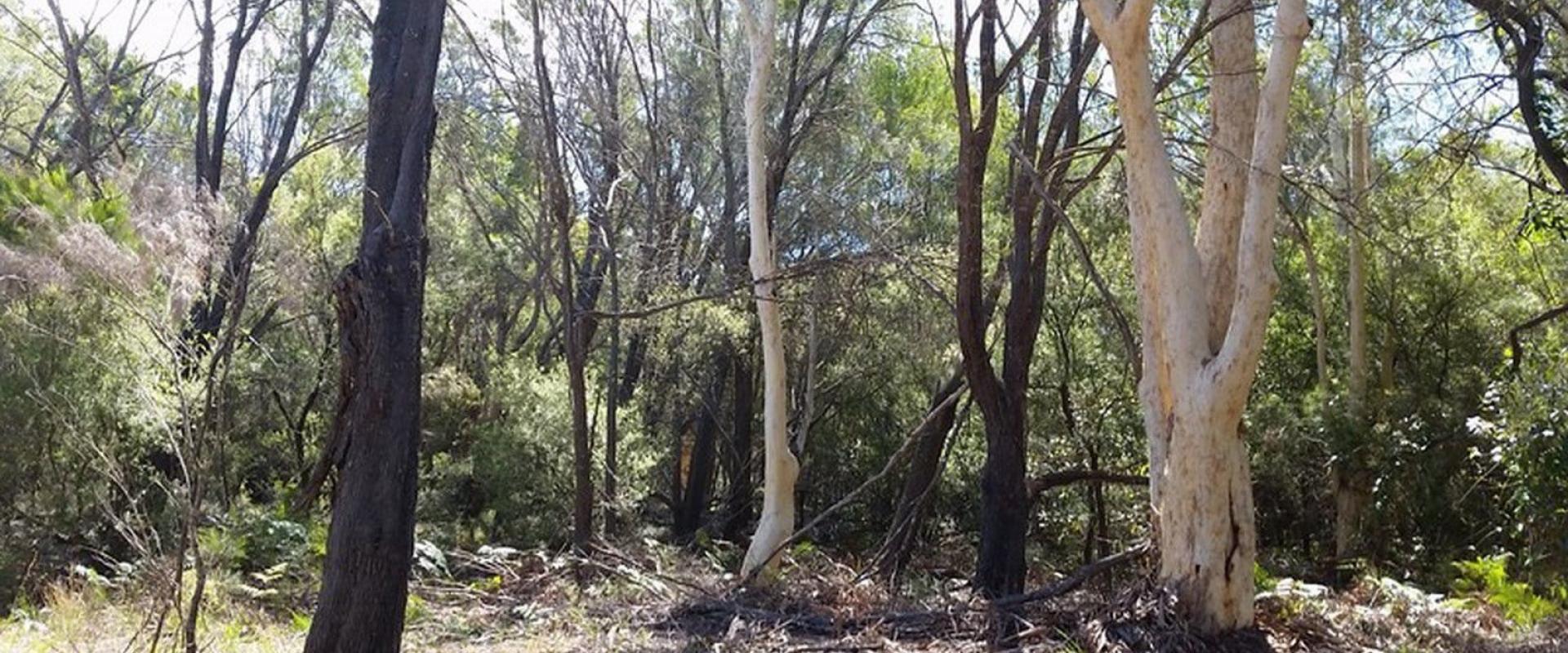 Russell Island Real Estate Under Contract