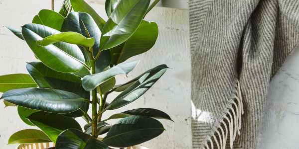 Shaun: St Marys testimonial image