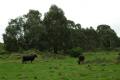 Lifestyle, farming or hunting property with excellent returns. Four titles comprising 485 acres