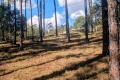 Prime 9,998m² Land in Growing Glenwood