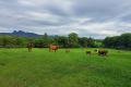 Live the Lifestyle You've Been Dreaming Of - 40 Acres in Tyalgum NSW with Magnificent Panoramic views