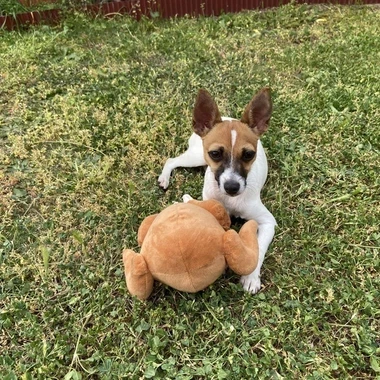 Scooter !
