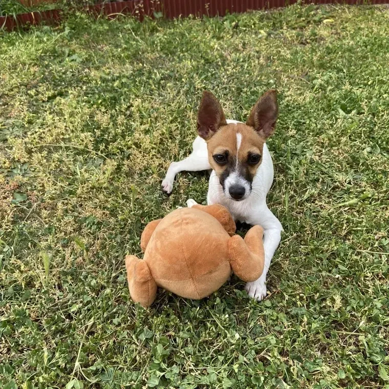 Scooter !