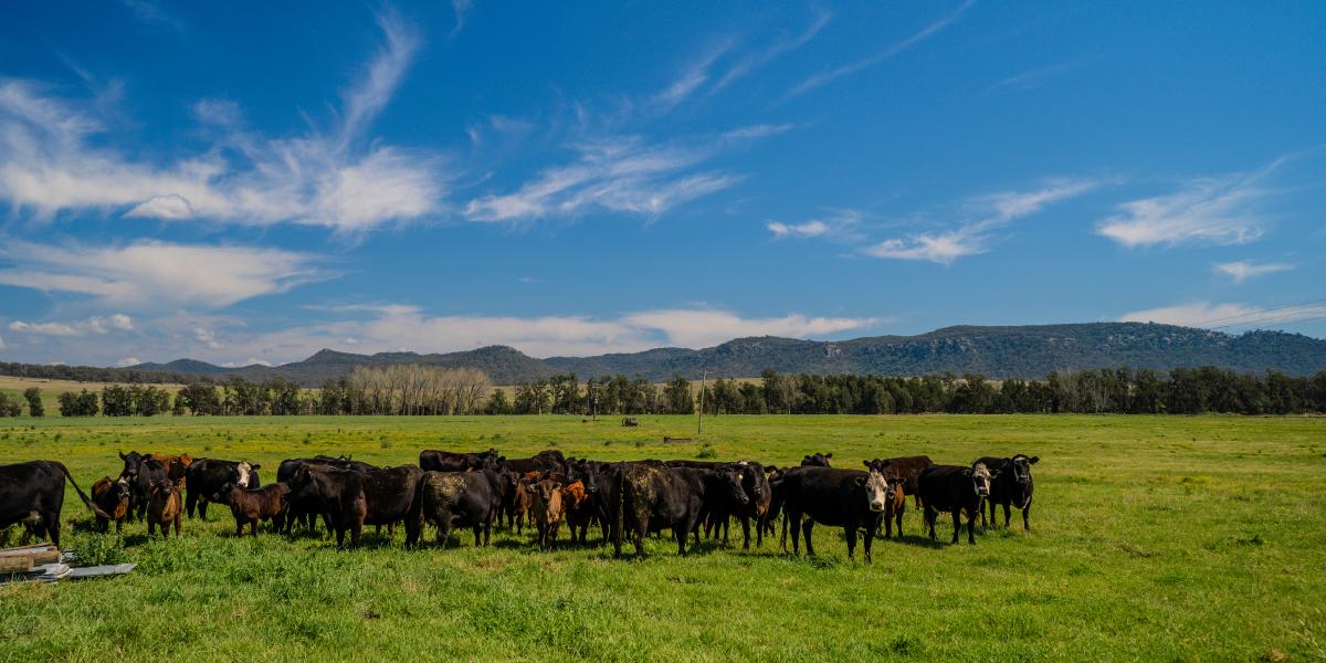 “Box Ridge” 931 Martindale Road, Martindale Via Denman - Hunter Valley NSW