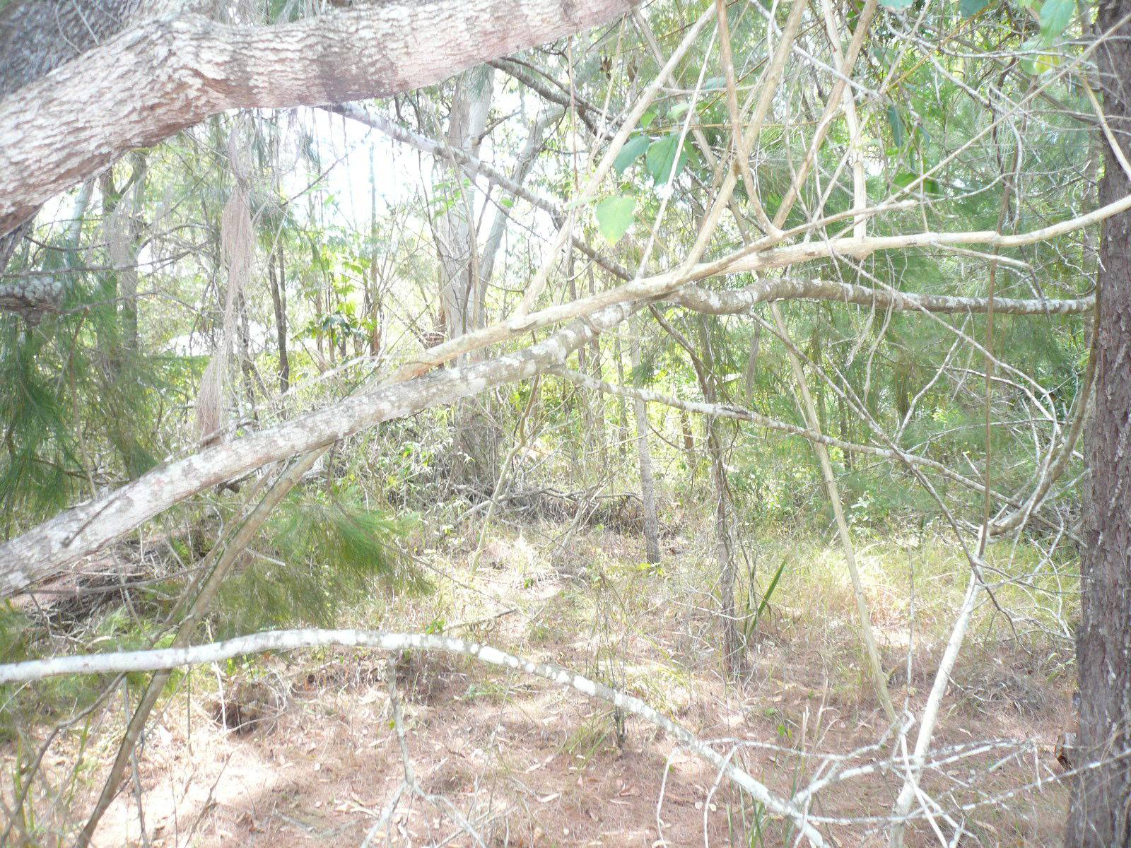 3 Rhodes Street, Macleay Island, Macleay Island - Thumbnail 4