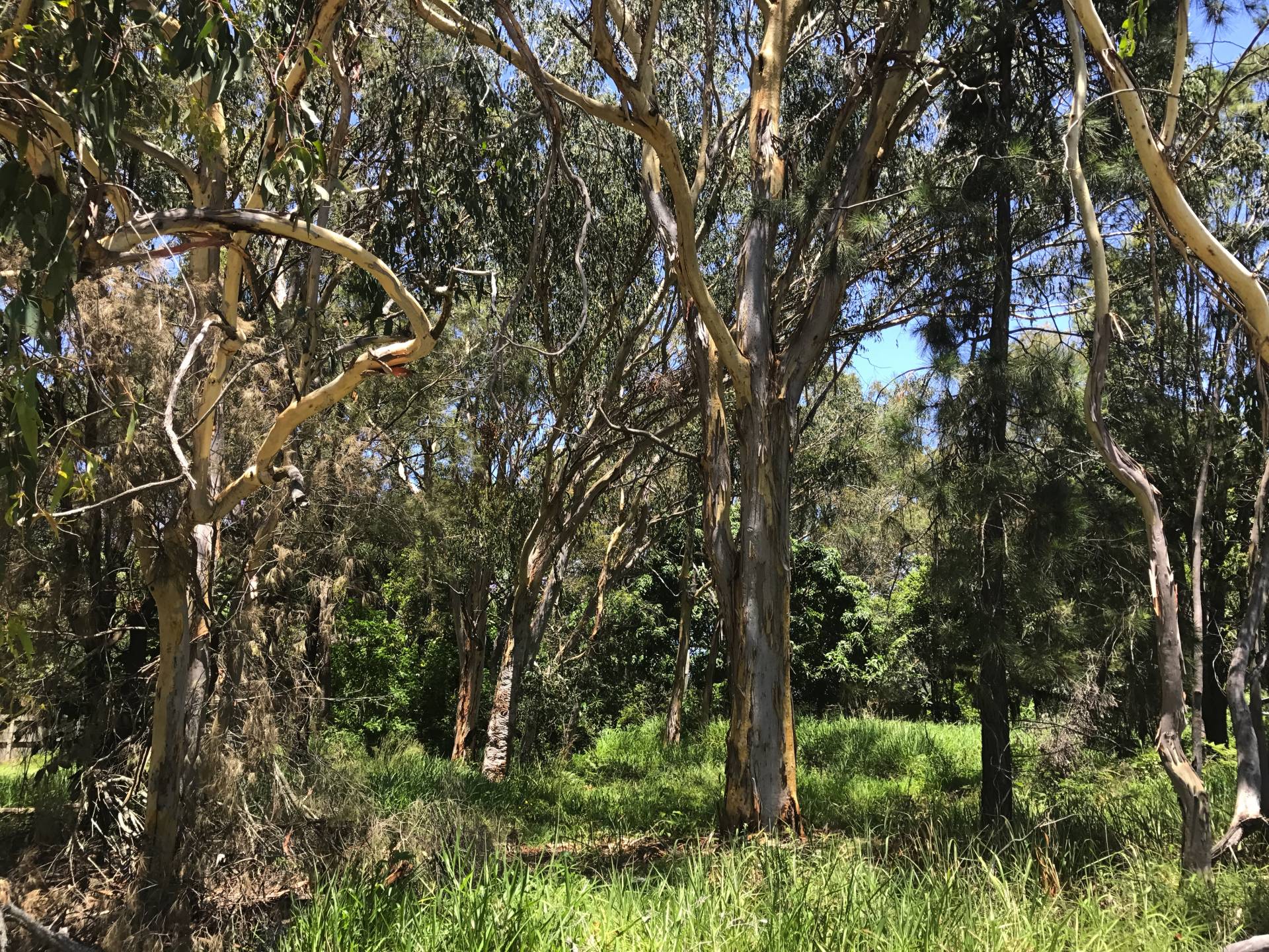 10 Allambie Street, Macleay Island, Macleay Island - Thumbnail 3