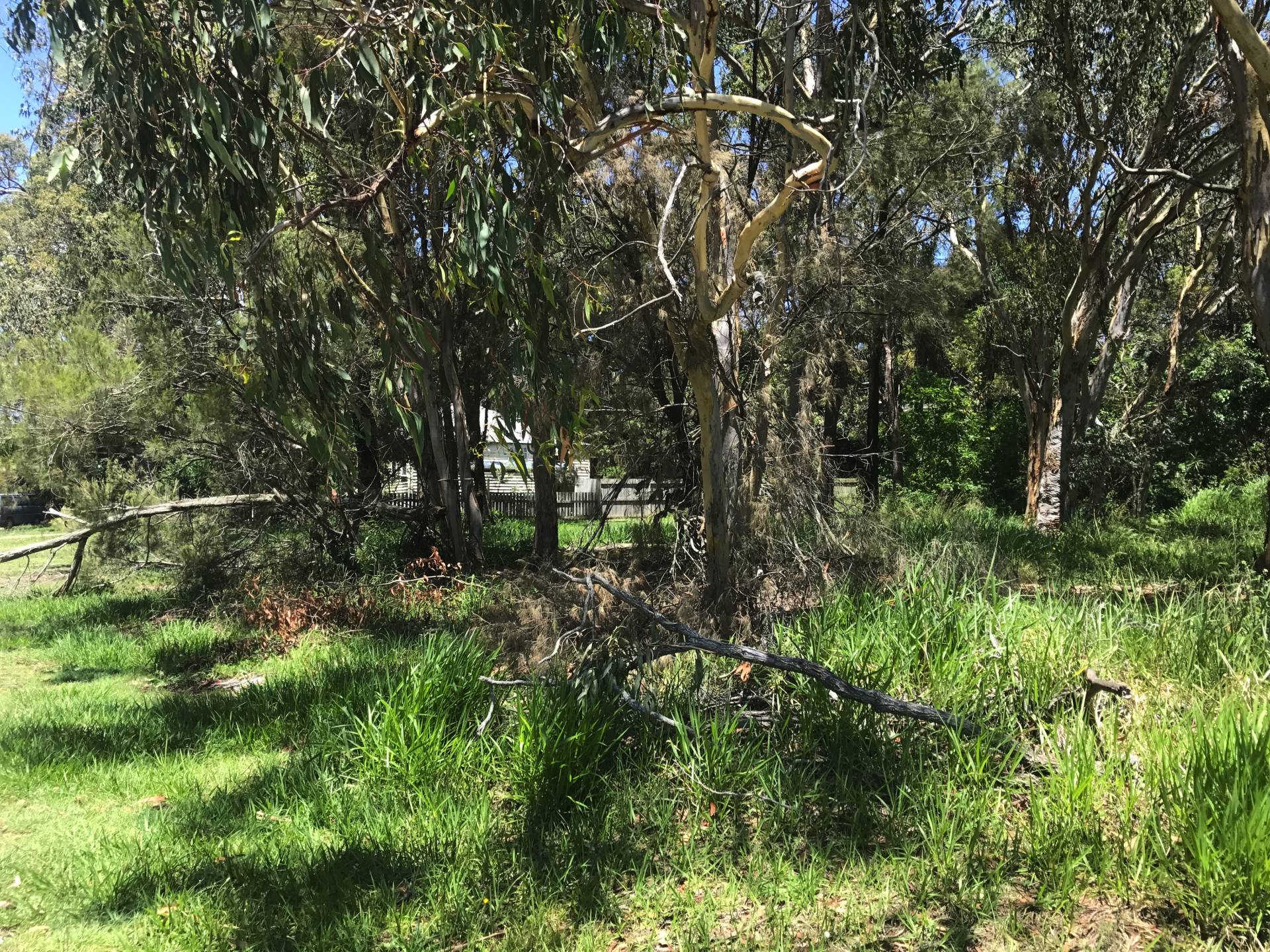 10 Allambie Street, Macleay Island, Macleay Island - Thumbnail 4