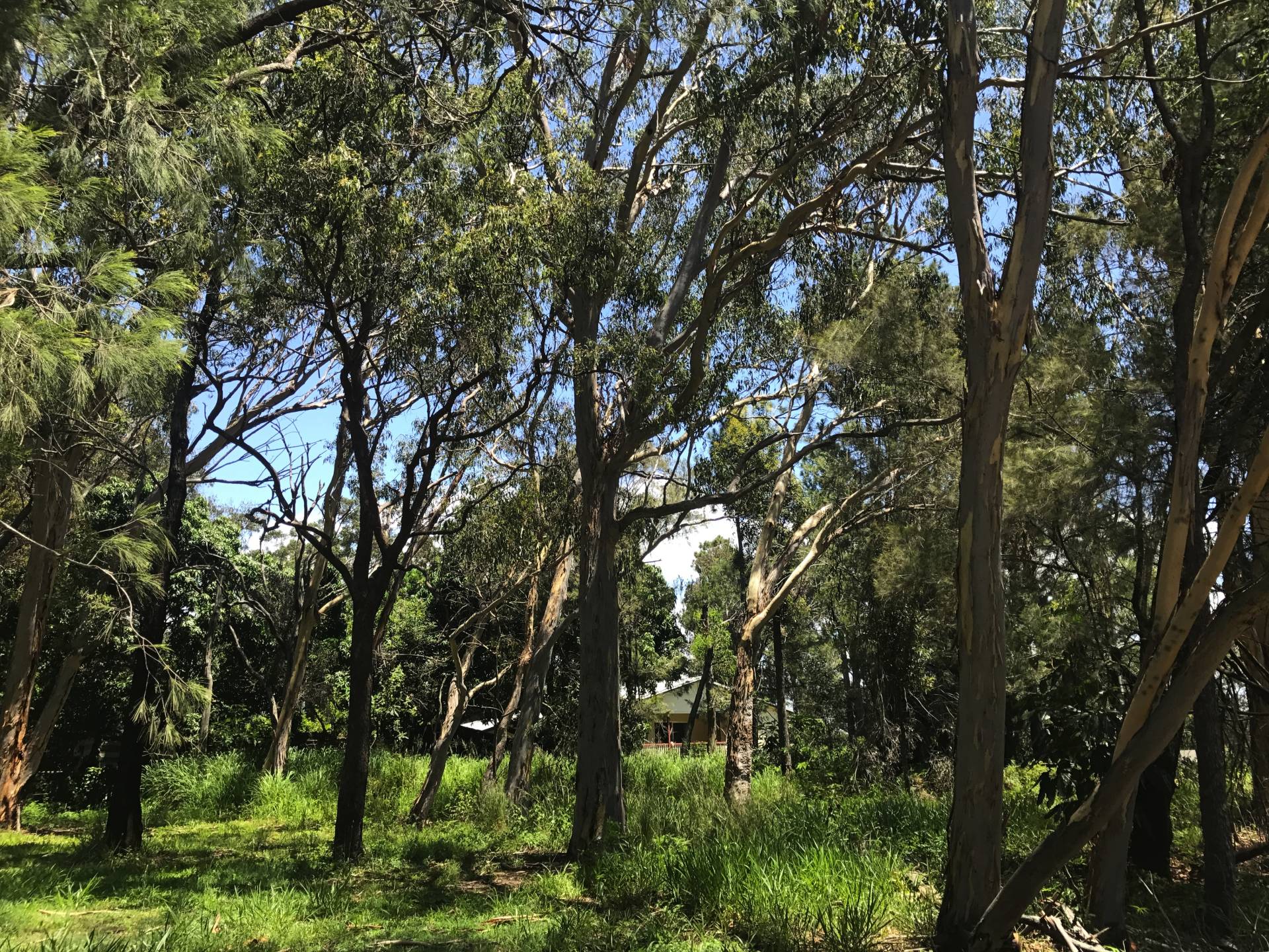 10 Allambie Street, Macleay Island, Macleay Island - Thumbnail 2
