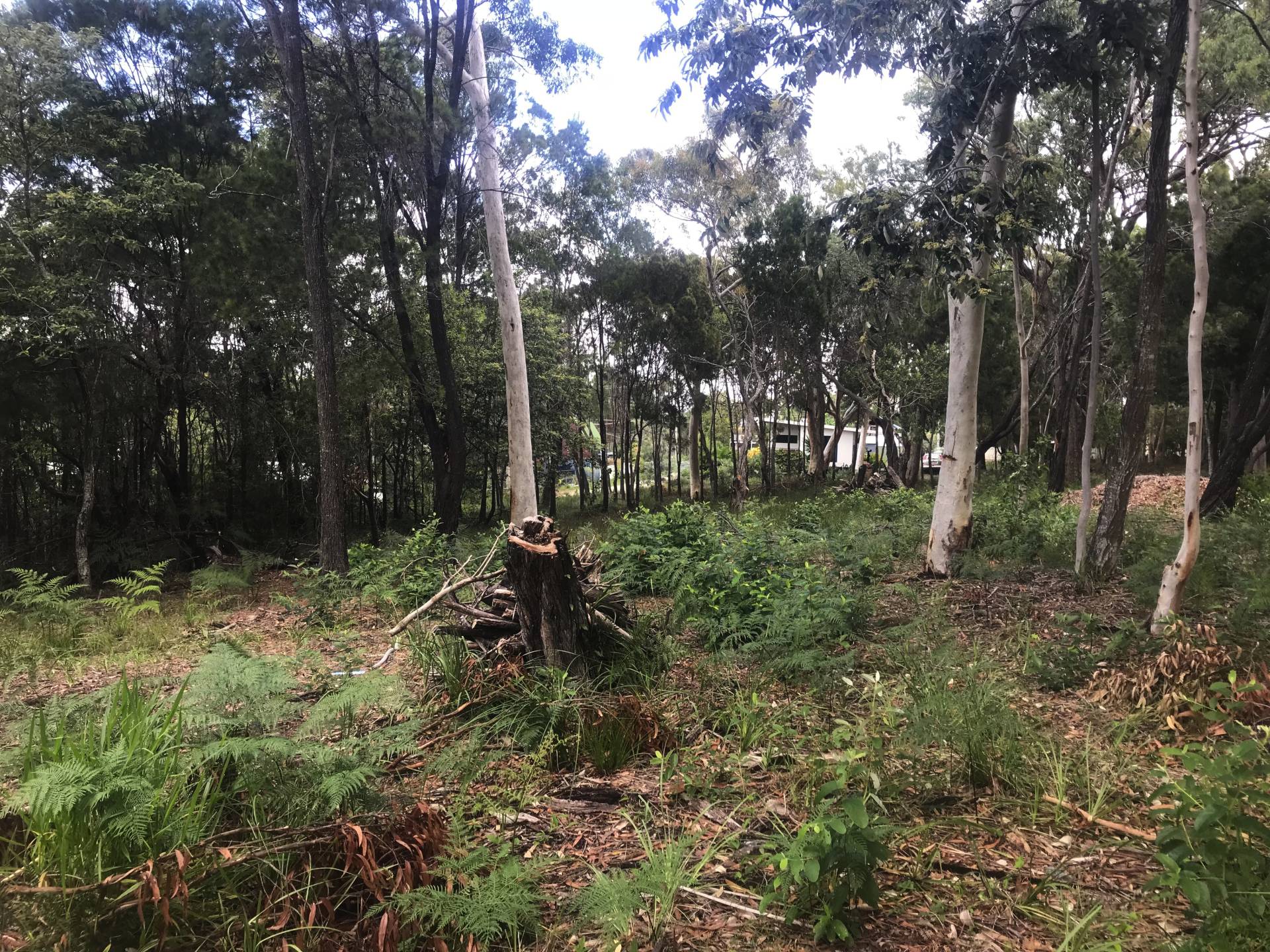 20 Baracoota St, Macleay Island, Macleay Island - Thumbnail 3