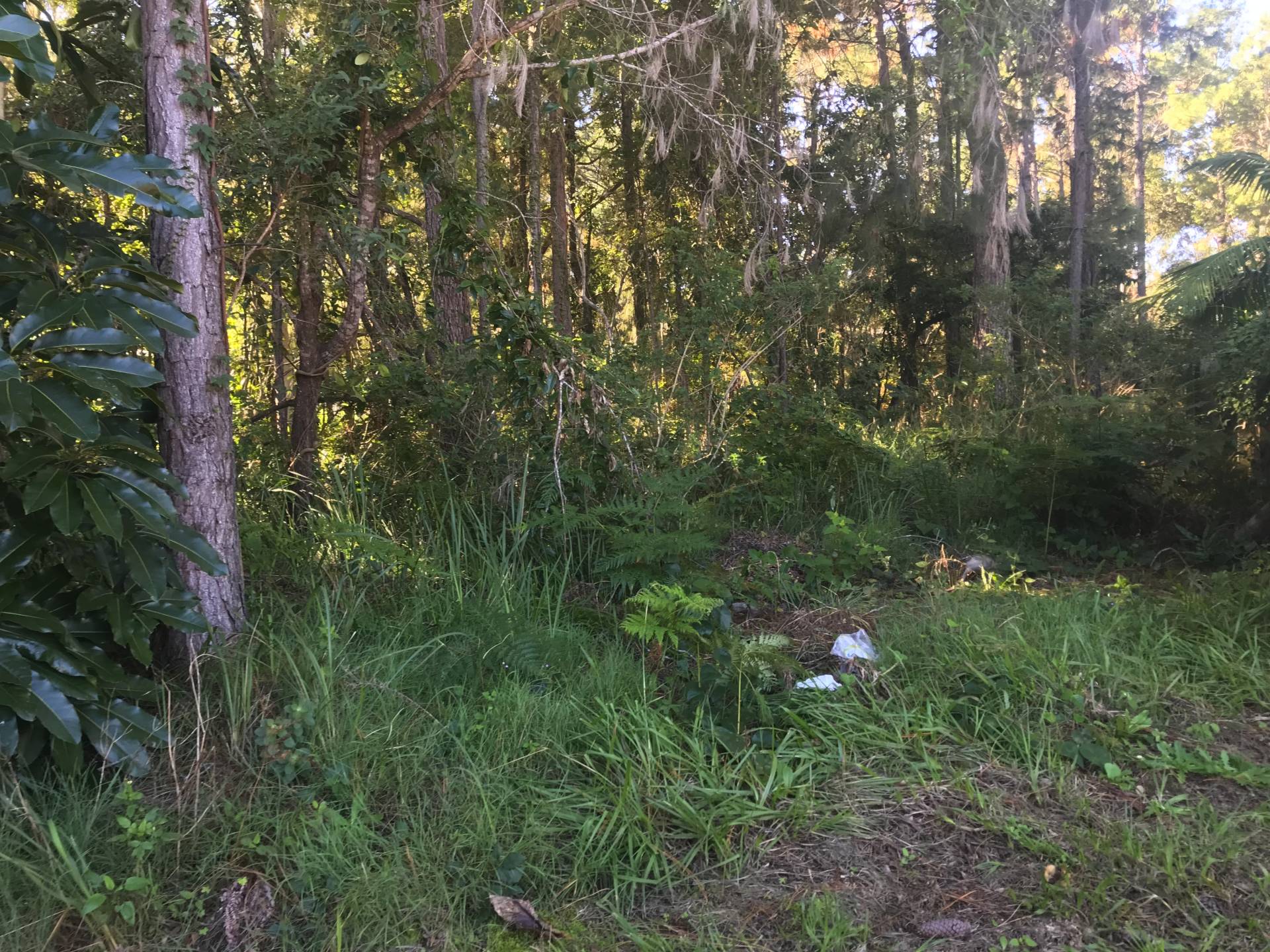 32 Arthur Street, Macleay Island, Macleay Island - Thumbnail 3