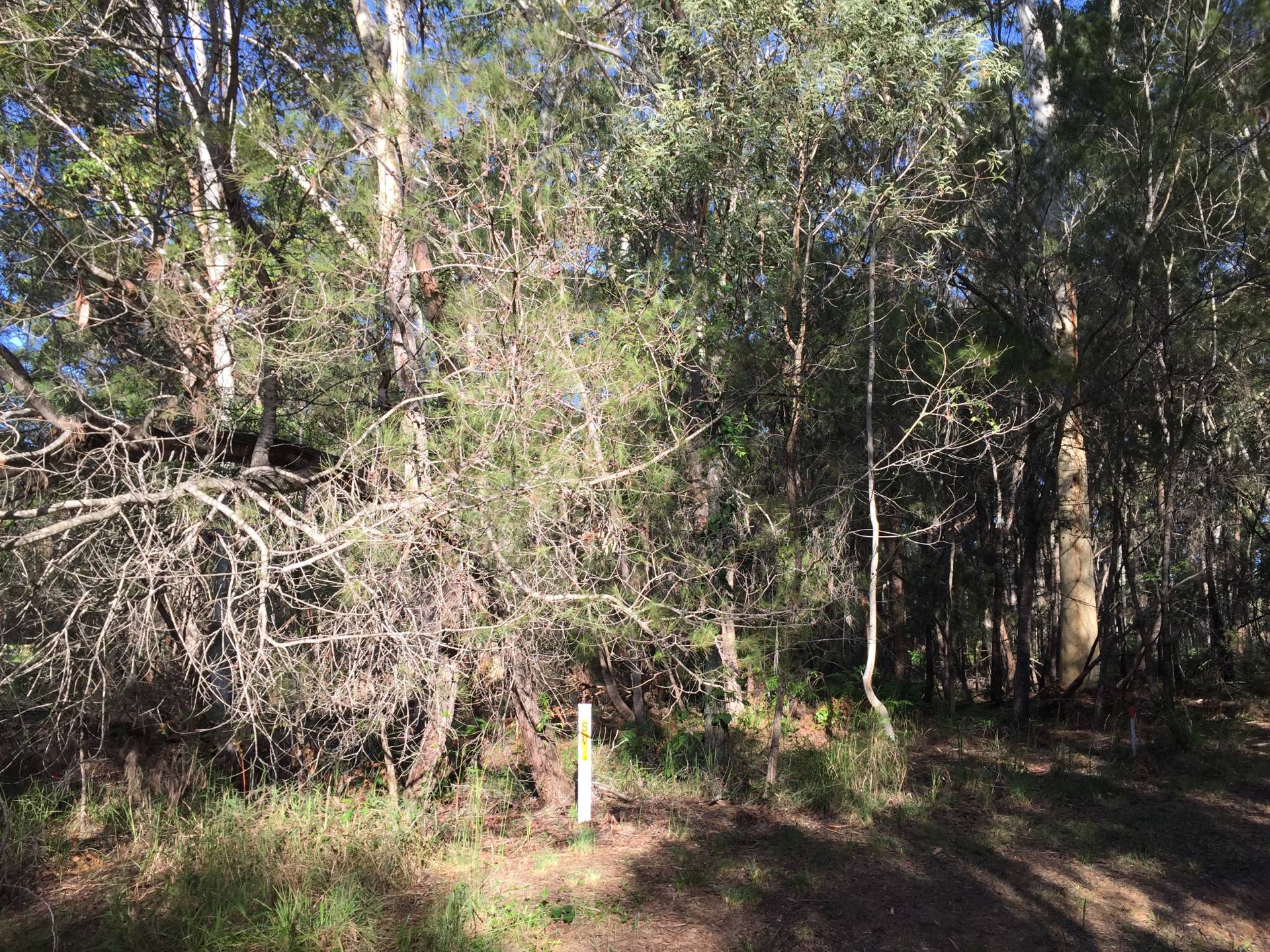 12, Avera Road, Russell Island, Russell Island - Thumbnail 7
