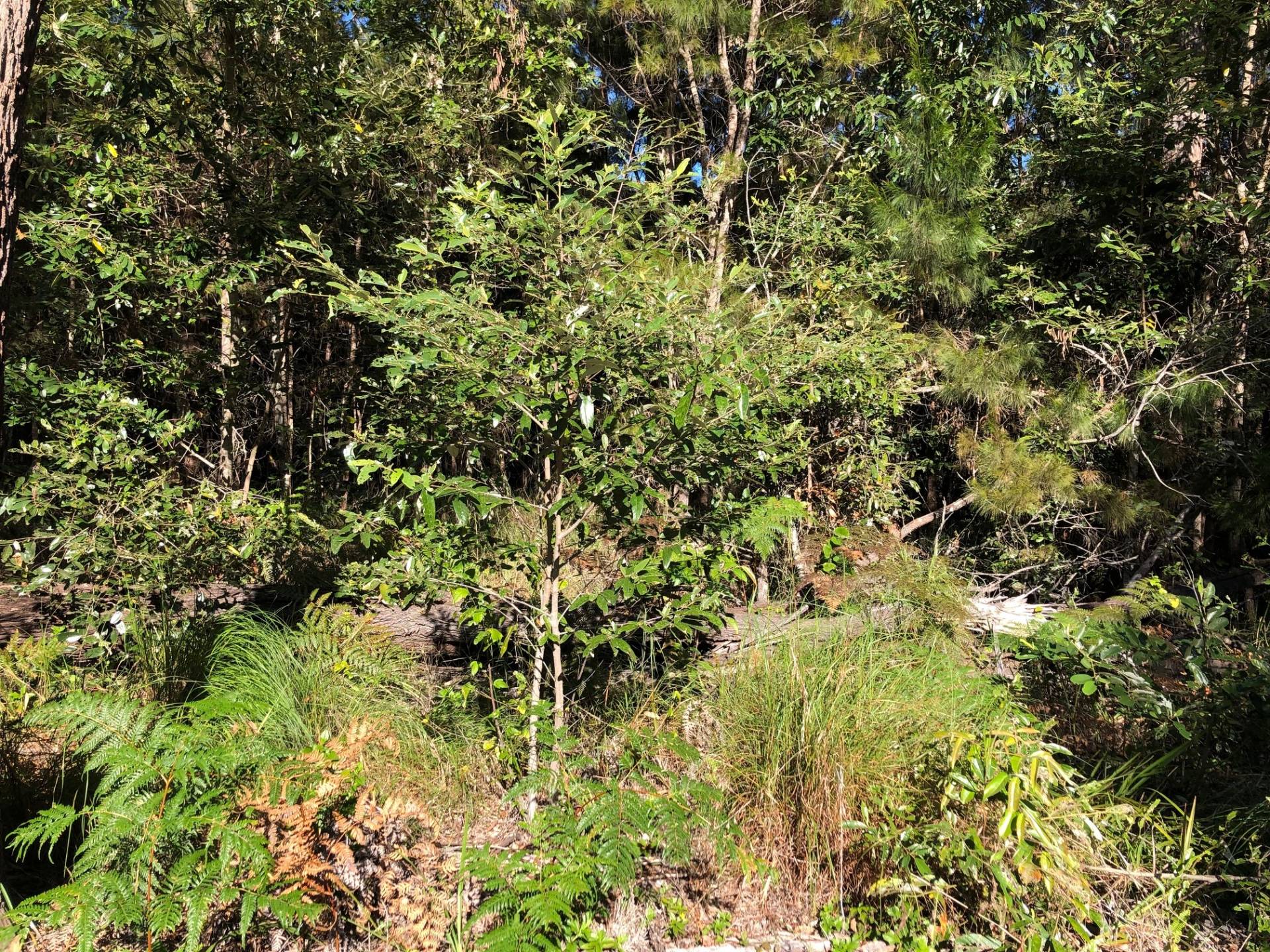 8-10 Garnet St, Macleay Island, Macleay Island - Thumbnail 2