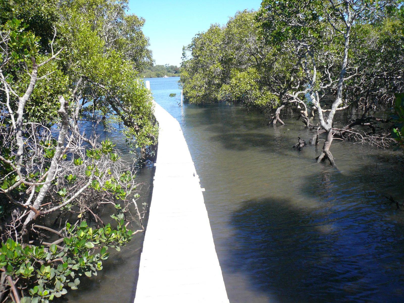 4 Cotton Tree Avenue, Macleay Island, Macleay Island - Thumbnail 8