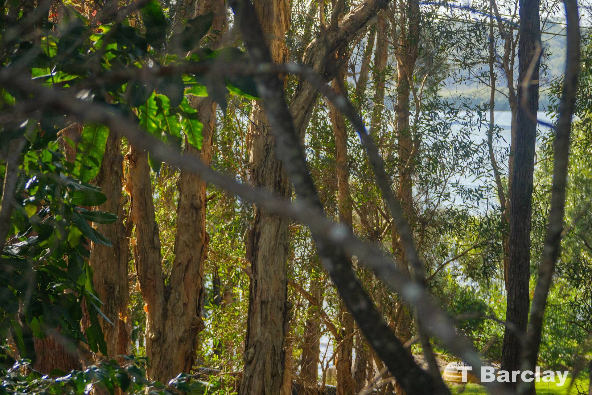 69 Kurrajong Rd, Russell Island, Russell Island - Thumbnail 3