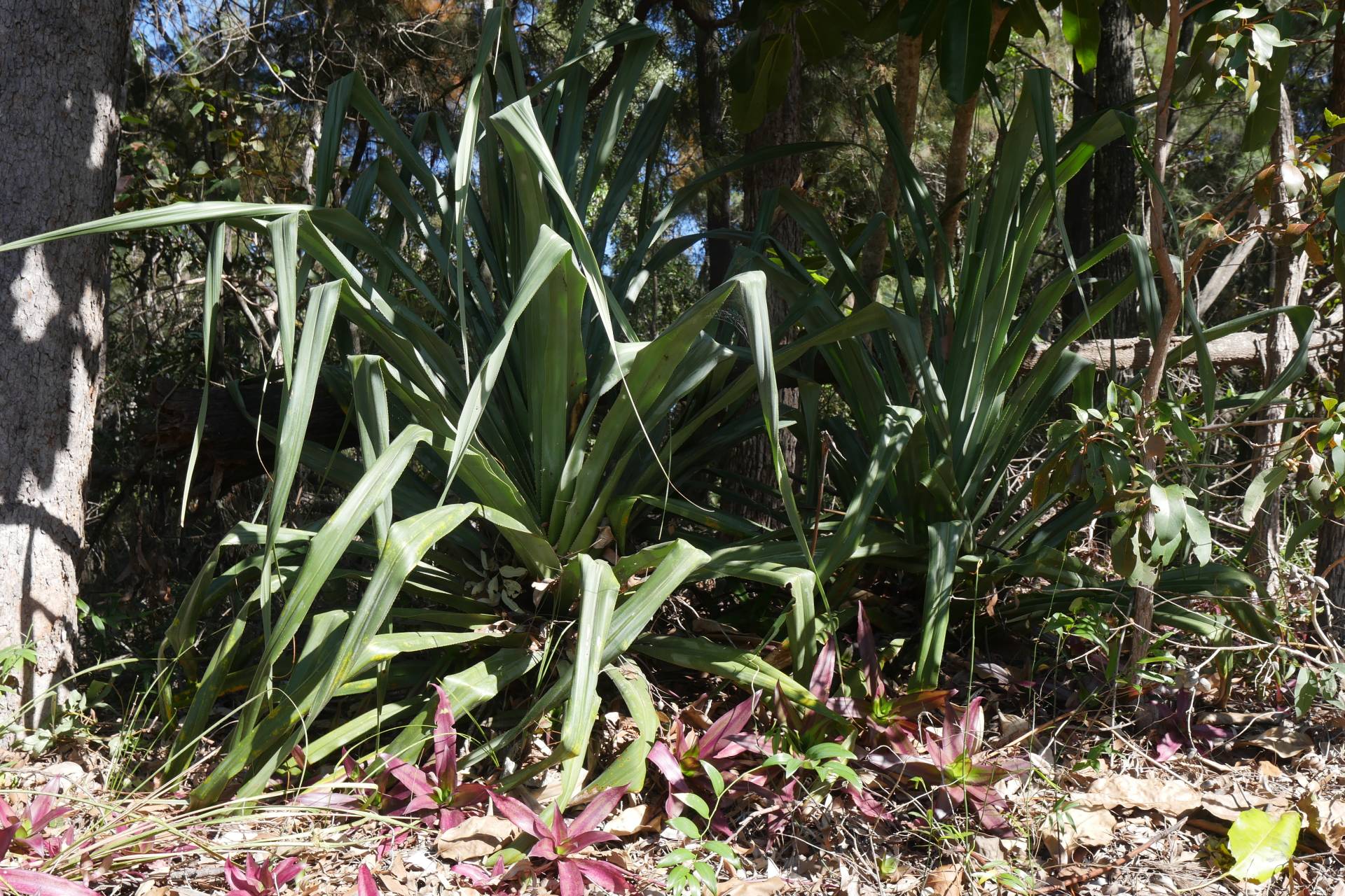 18 Bruce Street, Lamb Island, Lamb Island - Thumbnail 8