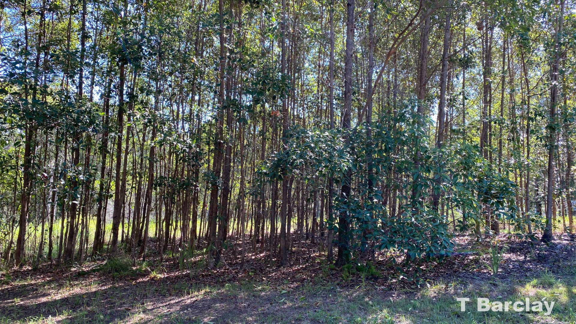 42 Cassandra Ave, Russell Island, Russell Island - Thumbnail 6