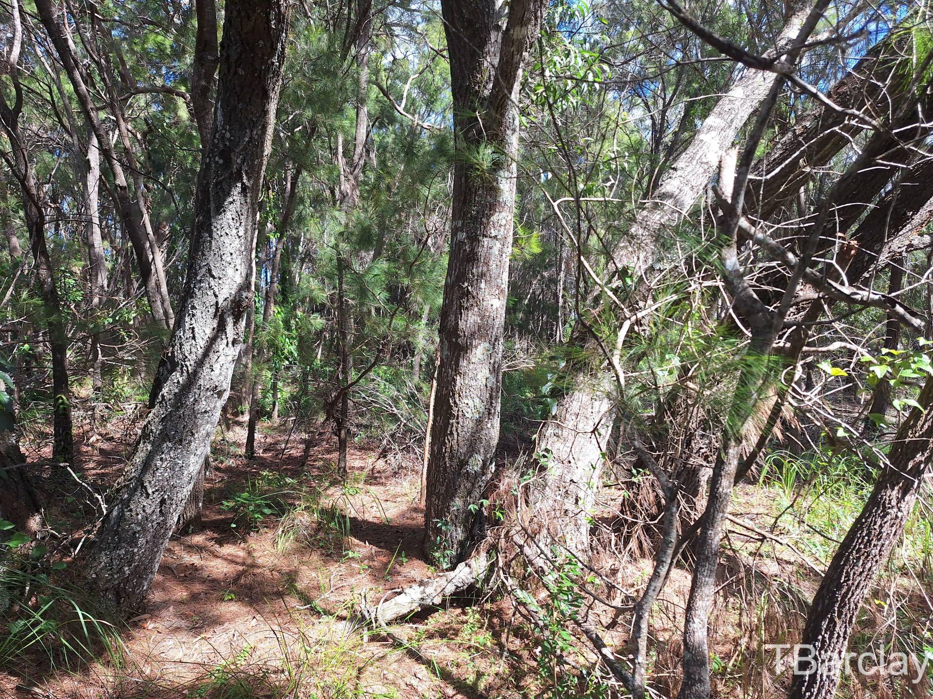 35 Brighton Rd, Macleay Island, Macleay Island - Thumbnail 4