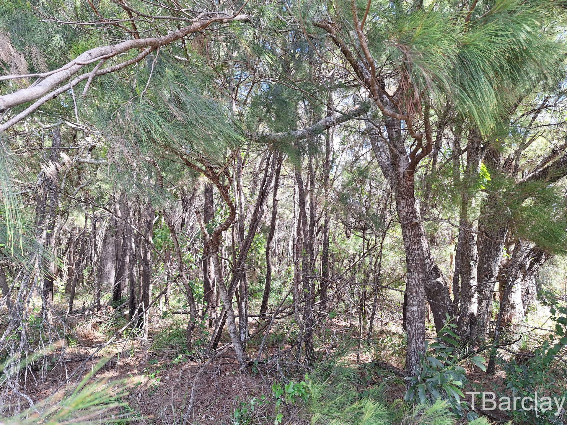 35 Brighton Rd, Macleay Island, Macleay Island - Thumbnail 2