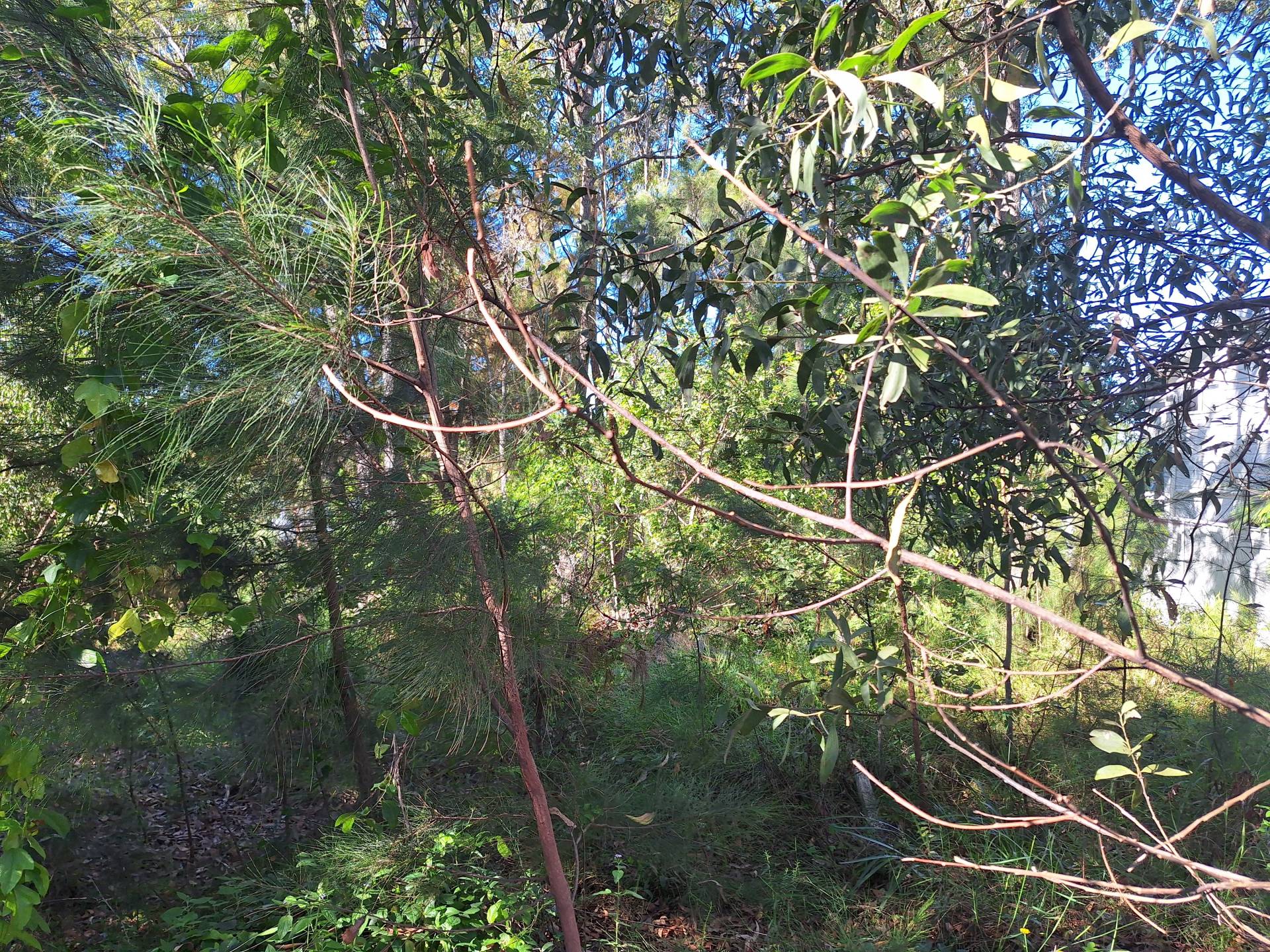 13 Ashton St, Macleay Island, Macleay Island - Thumbnail 5